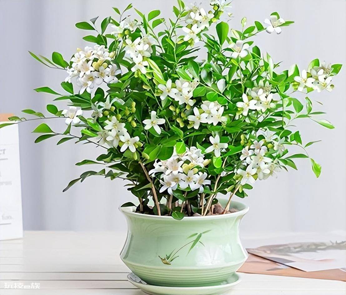 什么花最香持久还好养(室内养这8种花卉花香四溢)-图片1
